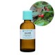 Wintergreen Organic (Gaultheria)